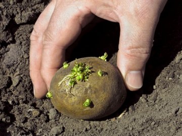 Как посадить картофель правильно